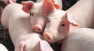 piglets332x182px.jpg