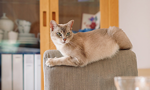 고양이 스트레스