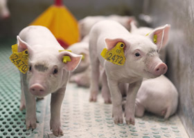 포시겐 PCV2 소개 글