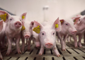 PCV2, 돼지써코바이러스